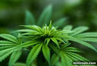 GREEN Domain Champions a Fresh Initiative in 2018