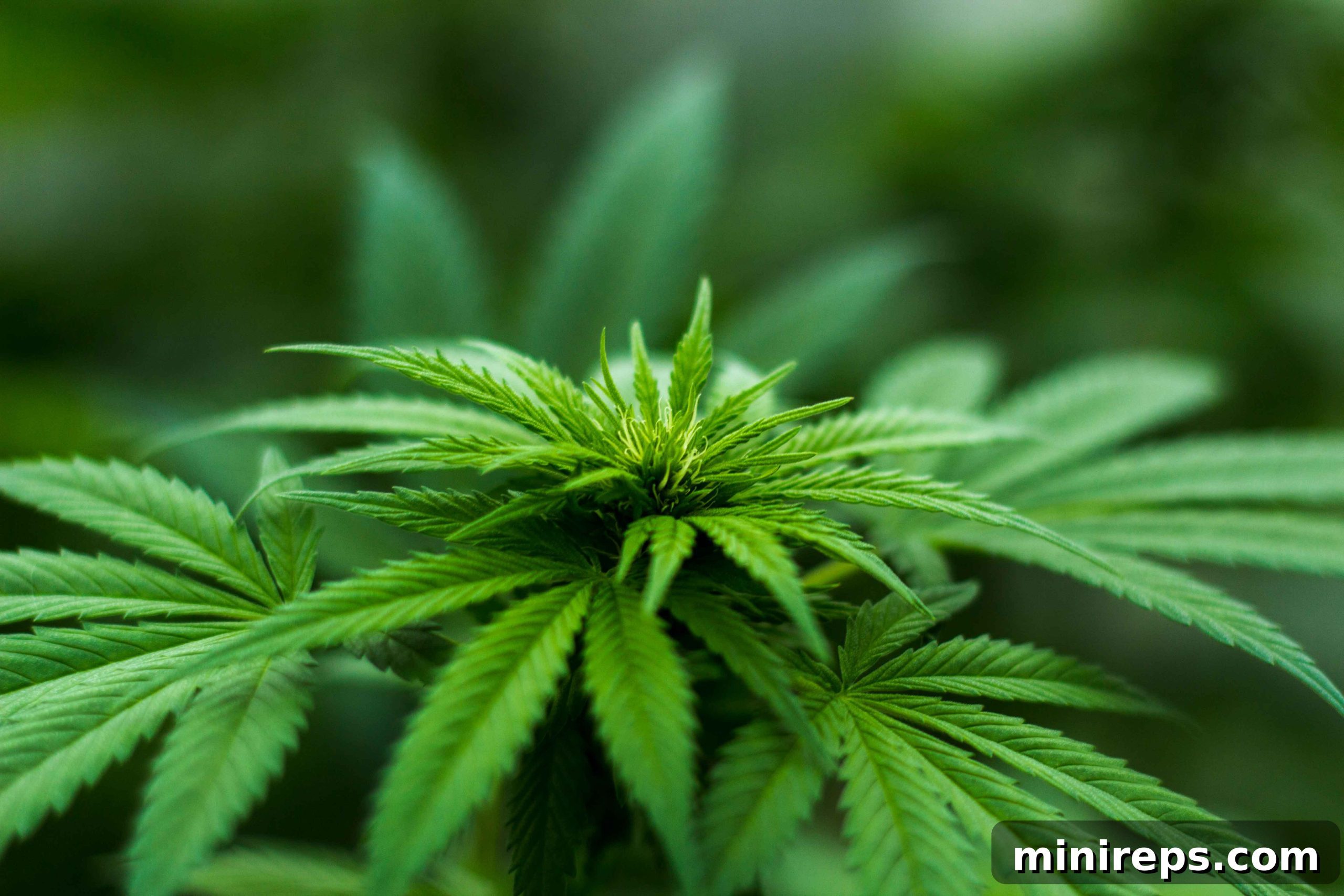 .green domain for the cannabis industry, symbolizing a sustainable future for cannabis